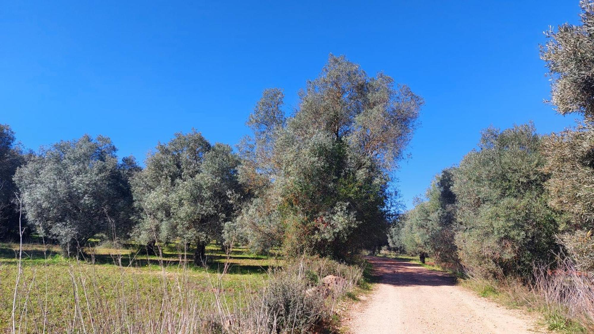 "Oliveiras" Appartement Typique Avec Terrasse Et Piscine Loulé Buitenkant foto